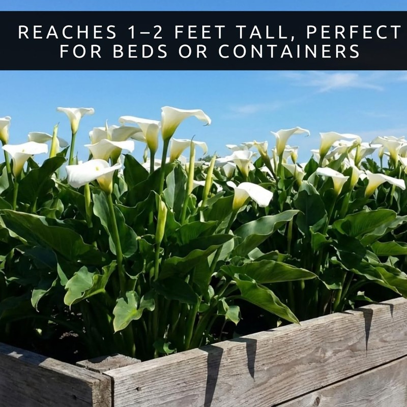 3 White Calla Lily Bulbs for Planting – Large, Healthy