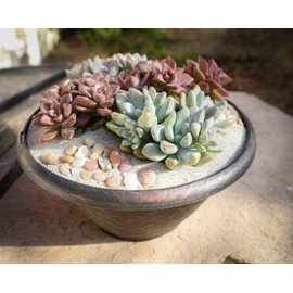 1QT Rosette Succulents Plants Live Indoor Plants 4PK, Real Plants Indoor Plant Pot Pack, Live Succulents Plants Live House Plants Indoors Live Plants Indoor Plants Live Houseplants, by Plants for Pets