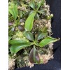 Carnivero Nepenthes Vetchii Kelabit Highlands x S.O.M. x L.V.B.