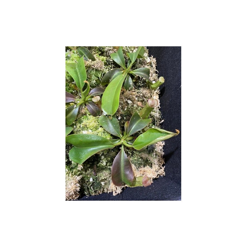 Carnivero Nepenthes Vetchii Kelabit Highlands x S.O.M. x L.V.B.