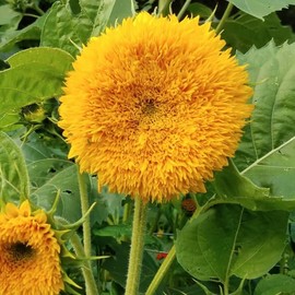 TomorrowSeeds - Tall Teddy Bear Sunflower Seeds - 100+ Count - for 2025 Planting Giant Sun Gold Tall Big Huge Sun Flower Yellow Sungold Non-GMO Heirloom Grow Your Own Home Farm Patio Healthy