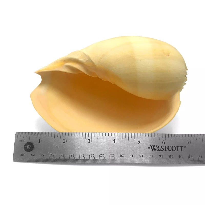 Orange Crowned Volute Sea Shell Melo Broderipii Large Sea Shell