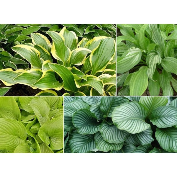 S-pone 100+ Fragrant Plantain Lily Hosta plantaginea Flowers Seeds Fragrant
