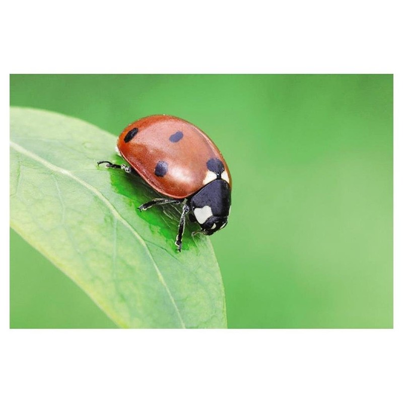 Hama LED Macro Light with 12 LEDs for DSLR Camera