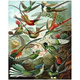 Hummingbirds - Ernst Haeckel - Paint by Number Kit - 16"x20" (40x50cm) - DIY Acrylic Painting Home Decor