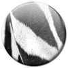 Fridge Magnets Zebra Stripes Set of 4 Animal Fur Look