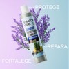 Shampoo Romero Cafeina, Anticaida, Estimulante | 520ml | Stratox Care