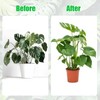 Hysagtek 6PCS Monstera Plant Support, Plant Stem Support Durable Monstera