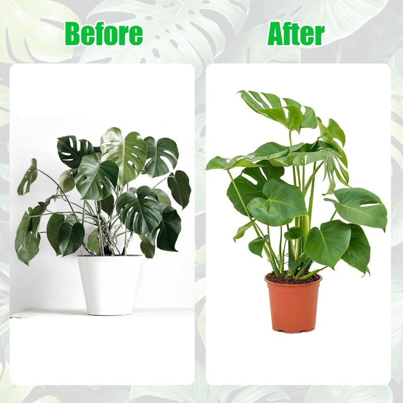 Hysagtek 6PCS Monstera Plant Support, Plant Stem Support Durable Monstera