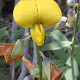 Everwilde Farms - 1 Oz Rattlebox Native Wildflower Seeds - Gold Vault