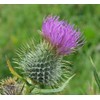 RAISE ME UP: Seeds Milk Thistle Purple Blessed Non GMO