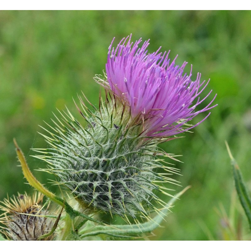 RAISE ME UP: Seeds Milk Thistle Purple Blessed Non GMO