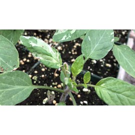 Faelan's First Snow Variegated Cherokee Purple Heirloom Tomato Premium Seed Packet