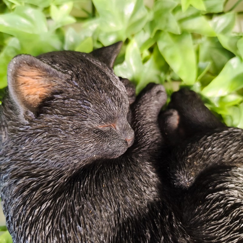 Vivid Arts - Sleeping Cat Black - XRL-ZC37-D