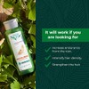 Hair Shampoo Ginseng - Revitalizing - 300 Ml / Natural