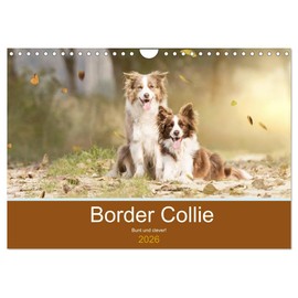 Border Collie - Bunt und clever! (Wandkalender 2026 DIN A4 quer), CALVENDO Monatskalender: Border Collies - die bunten Hunde machen einfach Spaß! (CALVENDO Tiere)