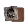 1 x Raccoon Family Coaster - Den Wildlife Wild Animal