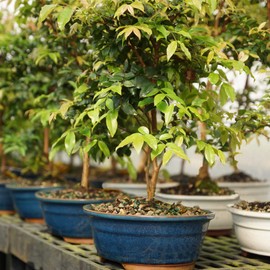 Brussel's Bonsai Live Jaboticaba Bonsai Tree - Large, 6 Year, 10 to 14 Inches - Indoor Live Bonsai Tree with Ceramic Bonsai Pot