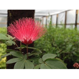 Powder Puff RED Dwarf Flowering Shrub Plant Unique Unusual Red Flowers Attracts Hummingbirds Butterflies Starter Size 4 Inch Pot Emerald R