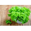 Lettuce Green Salad Bowl 1000+ Non-GMO Seeds for Planting Herb
