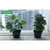 RooTrimmer 8 inches Nursery Pot Plant Grow Sturdy Flower pots