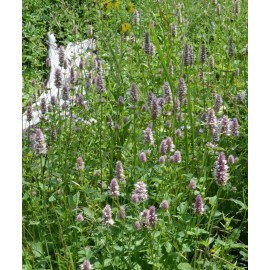 The Gardening World 500 Nettleleaf Horsemint Flower Seeds Agastache urticifolia