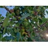 Unbraded 300 Semillas De Higo Orgánicas-300 Organic Fig Seeds