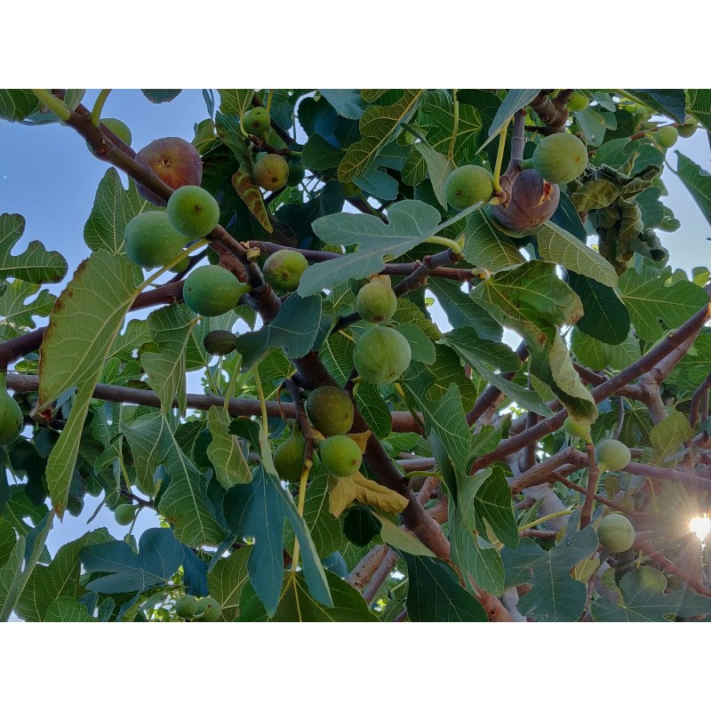 Unbraded 300 Semillas De Higo Orgánicas-300 Organic Fig Seeds