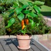 Park Seed Minis Fresh Bites Orange Sweet Pepper Seeds –