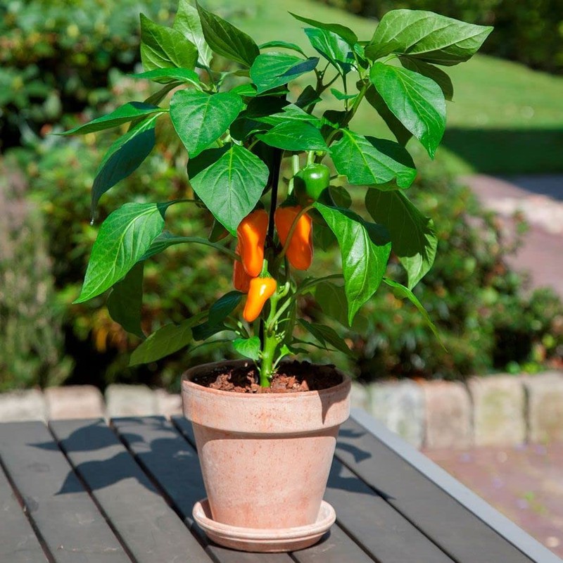 Park Seed Minis Fresh Bites Orange Sweet Pepper Seeds –