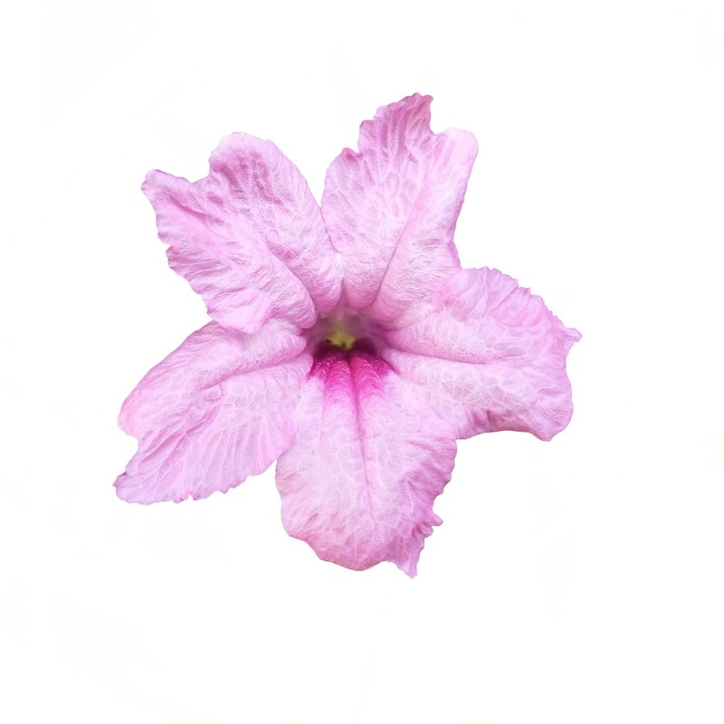 Outsidepride Pink Mexican Petunia - 15 Seeds