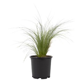 Mexican Feather Grass Plant Outdoor Garden Decor, Decorative Grass Live Plants, Grass Wall Plants Landscape Edging, Ornamental Grass Plants Live Outdoor Plants Live, Tall Plants by Plants for Pets