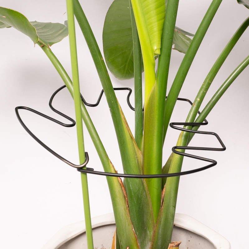 Yohsnor 5PCS Monstera Plant Stem Support - 11 * 9.4