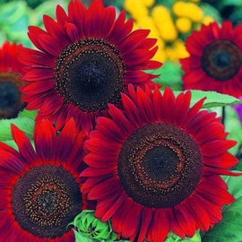 UtopiaSeeds Red Sunflower Seeds - Attracts Butterflies and Hummingbirds