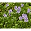 Water Hyacinths Floating Water Garden Plants (12 live plants)