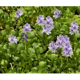 Water Hyacinths Floating Water Garden Plants (12 live plants)