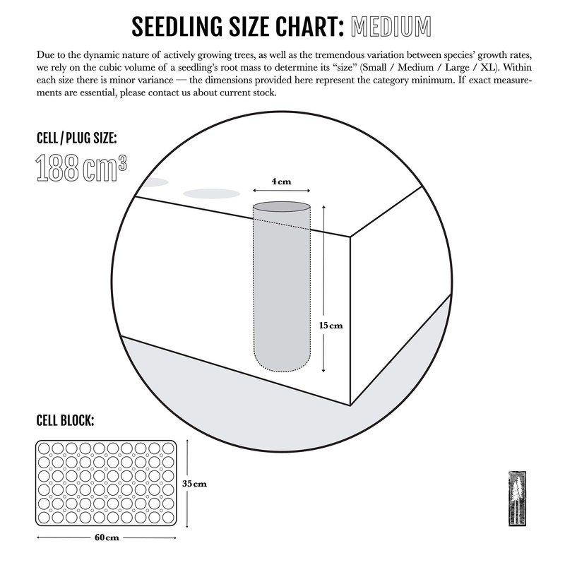 Oregon White Oak | Medium Tree Seedling | The Jonsteen