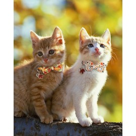 HSIGIO Fall Cat Collar with Bells, Breakaway Thanksgiving Cat Bowtie Collars, Maple Leaves Pattern 2 Pack Safety Autumn Kitten Collars for Girl Female Boy Male Cats