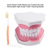 Adult Dental Teeth Model and Toothbrush with Removable High Grade
