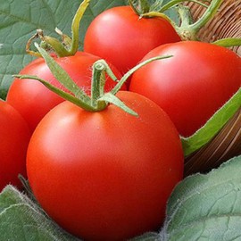 UtopiaSeeds Moneymaker Tomato Seeds - Large Delicious Tomato - Non GMO