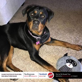 Ethical Pets 54358 Flat Jax Pet Squeak Toys, 1 Count