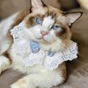 Bonito collar de gato con lazo para gatos y perros