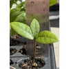 Tree Miracle Fruit Plant Synsepalum dulcificum tree (Miracle berry)