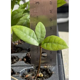 Tree Miracle Fruit Plant Synsepalum dulcificum tree (Miracle berry)