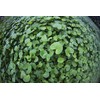 Organic Gotu Kola Tea " Brahmi " Leaf Plus "Mauifarmacy