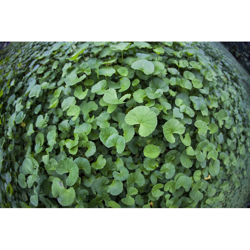 Organic Gotu Kola Tea " Brahmi " Leaf Plus "Mauifarmacy