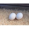 Ceramic Chicken Nesting Eggs (White) - Fake Training Eggs for