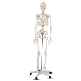 Giantex 70.8" Life Size Skeleton Model, with Roller Stand, 2 Casters with Brake, Removable Parts, Anatomical Poster and Dust Cover, Human Skeleton Model for Anatomy