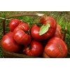 75+ Pink Brandywine Heirloom Tomato Seeds
