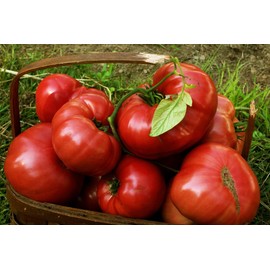 75+ Pink Brandywine Heirloom Tomato Seeds